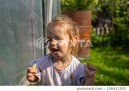 Having bitten off a piece of sour rhubarb, the child winced funny. Cute child eats sour rhubarb and frowns heavily. The child loves the rhubarb plant. 116421305