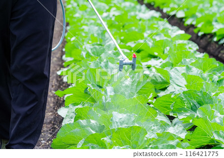 一名男子在田間噴灑農作物 116421775