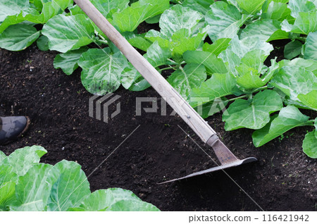 在田裡種植高麗菜 在田裡種植高麗菜 116421942