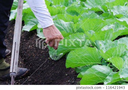 在田裡種植高麗菜 116421943