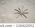 The tranquil beauty of starfish resting on sunlit sand embodies the essence of serene beach days. Sand background for commercial advertisement with space for text 116422052
