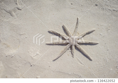The tranquil beauty of starfish resting on sunlit sand embodies the essence of serene beach days. Sand background for commercial advertisement with space for text The tranquil beauty of starfish resting on sunlit sand embodies the essence of serene beach days. Sand background for commercial advertisement with space for text 116422052