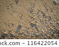 A perfect summer day's sunlight illuminates a sandy beach backdrop embellished with tiny stones and shells 116422054