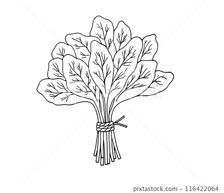 Spinach leaves. Detailed hand-drawn botanical drawing. Bunch of fresh spinach. Vector illustration isolated on white background. 116422064