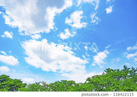 夏天的雲和樹 夏天的雲和樹 116422115