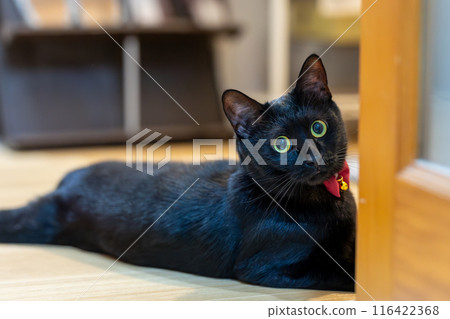 Purring cat Purring cat 116422368