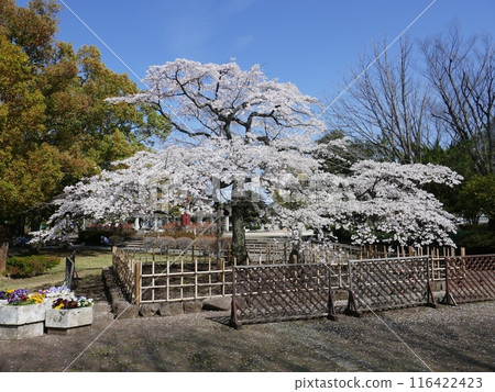 Princess Chiyotsurupei (Kumagaya City, Saitama Prefecture) Princess Chiyotsurupei (Kumagaya City, Saitama Prefecture) 116422423