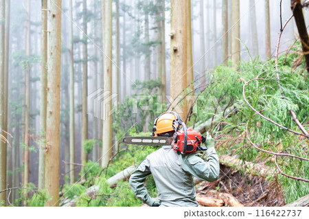 A man working in forestry looks at the forest after thinning work has been completed and checks the results of his work. A man working in forestry looks at the forest after thinning work has been completed and checks the results of his work. 116422737