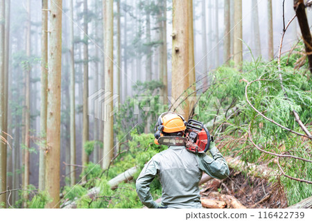 一名男性林業工人查看間伐後的森林並確認他的工作成果。 116422739