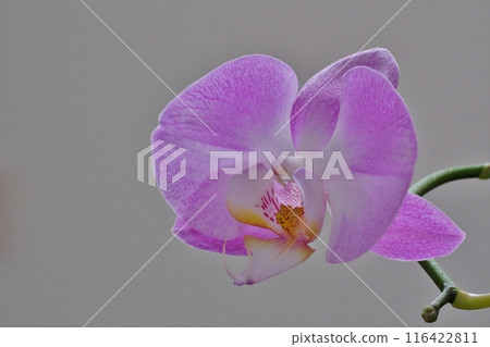 蝴蝶蘭花邀您來到小而幸福的空間 116422811