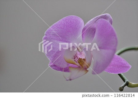 蝴蝶蘭花邀您來到小而幸福的空間 116422814