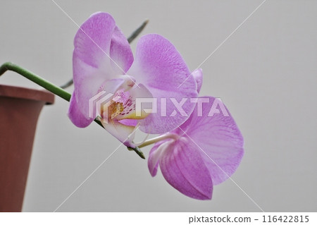蝴蝶蘭花邀您來到小而幸福的空間 蝴蝶蘭花邀您來到小而幸福的空間 116422815