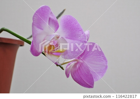 Phalaenopsis flowers that invite you into a small, happy space Phalaenopsis flowers that invite you into a small, happy space 116422817