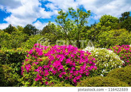 【京都風景】瑞心院的杜鵑花 116422889