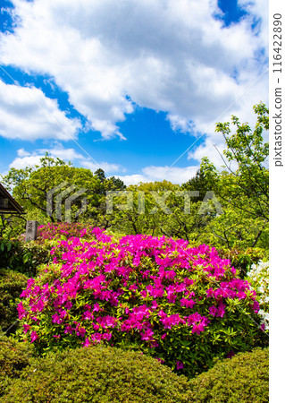 【京都風景】瑞心院的杜鵑花 116422890