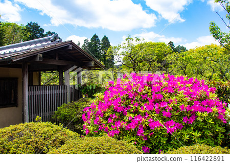 【京都風景】瑞心院的杜鵑花 116422891