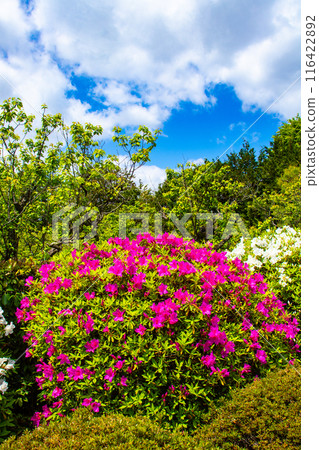 【京都風景】瑞心院的杜鵑花 116422892