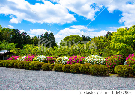 [Kyoto Scenery] Azalea at Zuishin-in Temple 116422902
