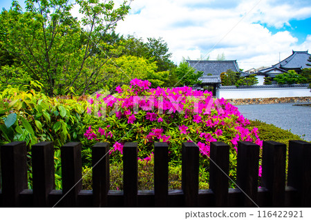 [Kyoto Scenery] Azalea at Zuishin-in Temple 116422921