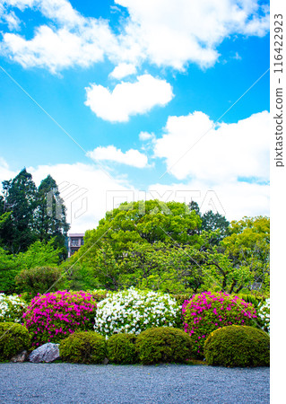 【京都風景】瑞心院的杜鵑花 【京都風景】瑞心院的杜鵑花 116422923