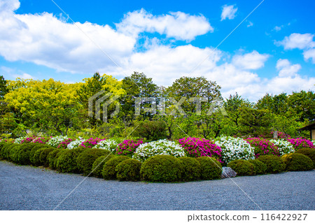 [Kyoto Scenery] Azalea at Zuishin-in Temple 116422927