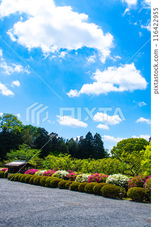 [Kyoto Scenery] Azalea at Zuishin-in Temple 116422955
