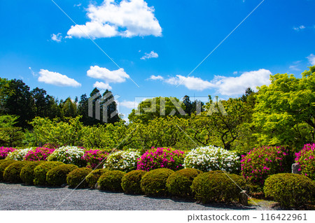 [Kyoto Scenery] Azalea at Zuishin-in Temple 116422961