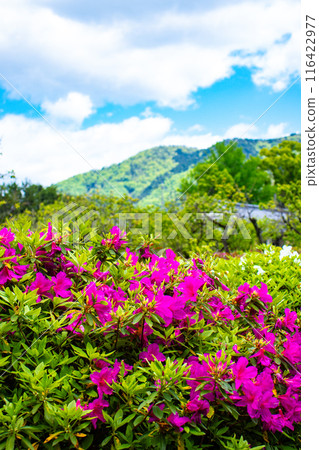 [Kyoto Scenery] Azalea at Zuishin-in Temple 116422977