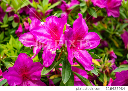 [Kyoto Scenery] Azalea at Zuishin-in Temple 116422984