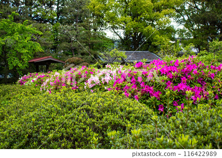 [Kyoto Scenery] Azalea at Zuishin-in Temple 116422989