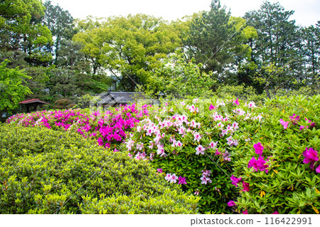 [Kyoto Scenery] Azalea at Zuishin-in Temple 116422991