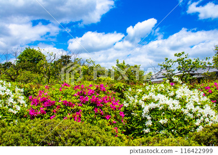 [Kyoto Scenery] Azalea at Zuishin-in Temple 116422999