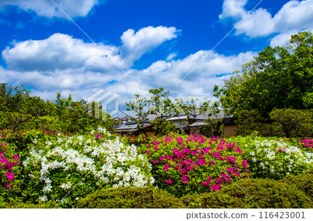 【京都風景】瑞心院的杜鵑花 【京都風景】瑞心院的杜鵑花 116423001