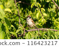 A sparrow perched on a branch, basking in the evening sun 116423217
