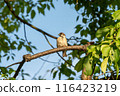 A sparrow perched on a tree illuminated by the setting sun 116423219