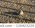 The shadow of a sparrow stretching across the road in the evening 116423220
