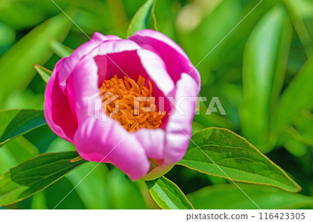 The flowers around the house are of various seasons, and the delicate, beautiful pink flowers have bloomed to decorate the flower beds. The flowers around the house are of various seasons, and the delicate, beautiful pink flowers have bloomed to decorate the flower beds. 116423305