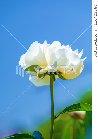 房子周圍鮮花盛開——裝飾花壇的美麗白色花朵在四個季節都盛開。 房子周圍鮮花盛開——裝飾花壇的美麗白色花朵在四個季節都盛開。 116423360