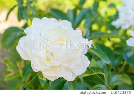 The flowers around the house, various in the four seasons, have bloomed into beautiful, delicate white flowers that decorate the flower beds. The flowers around the house, various in the four seasons, have bloomed into beautiful, delicate white flowers that decorate the flower beds. 116423376