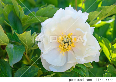房子周圍鮮花盛開——裝飾花壇的美麗白色花朵在四個季節都盛開。 116423378