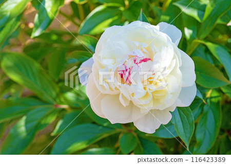 The flowers around the house, various in the four seasons, have bloomed into beautiful, delicate white flowers that decorate the flower beds. 116423389