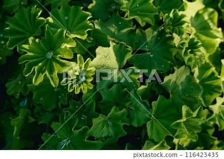 Top view of green weeds or wild plants 116423435