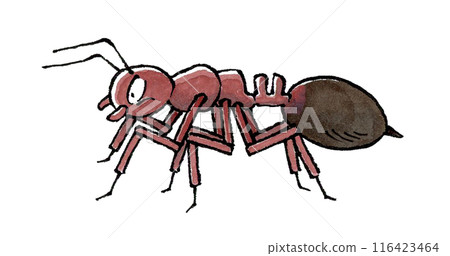 Ant Ant 116423464