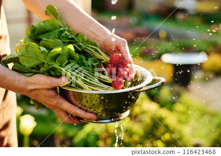 Water drops falling down radish in bowl 116423468