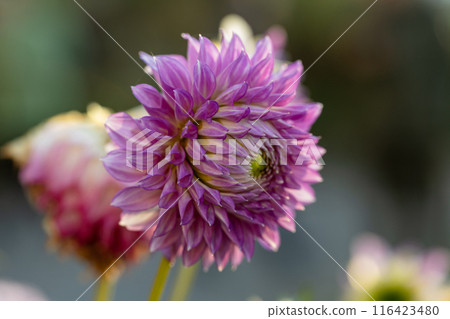 Dahlia pink flowers in garden 116423480