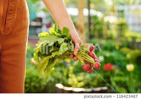 Hand with bunch of fresh radish 116423487