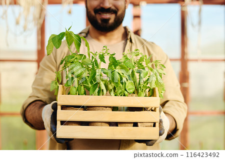 Potted green tomato and pepper seedlings 116423492