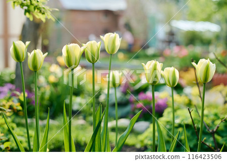 White tulips with green stems and leaves White tulips with green stems and leaves 116423506