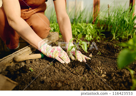 Woman replanting green pepper seedling Woman replanting green pepper seedling 116423553