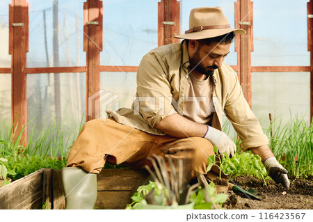 Farmer replanting green tomato seedlings Farmer replanting green tomato seedlings 116423567